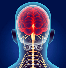 Illustration of the nerve channels of the cervical spine.
